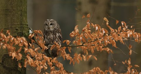 Tawny owl in the orange forest, autumn beech tree. Bird in the fall forest. Strix aluco, portrait of cute bird with big eyes. Owl in the habitat. Wildlife scene from nature.