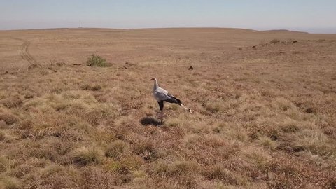 Aerial view travelling around Secretary Bird standing in dry grassland landscape on a hilltop in Africa. 