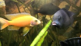 Malawi cichlid tropical yellow, black fish swimming in aquarium, full HD 1080p footage 30 fps