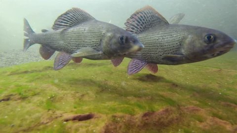 Fresh water fish Grayling, thymallus thymallus swimming and eating aquatic insects in a natural stream. Underwater footage. River habitat. Little creek. Underwater footage with Äsche.