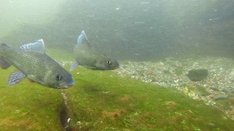 Freshwater Fish Carp Cyprinus Carpio Feeding Stock Photo 1149839690 ...