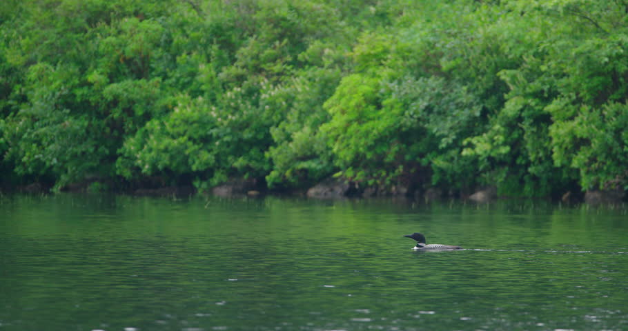 Loon swimming in a pond with lots of scenic and natural foliage in the background.
