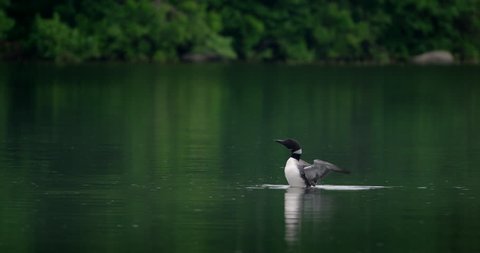 Gorgeous shot of a loon rearing up and flapping its wings on a fresh water lake. 4K slow motion.