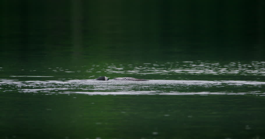 Loon with a fish in his mouth.