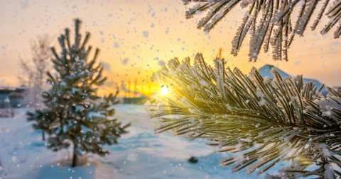snow falls on hoarfrost pine branches, winter Christmas animation