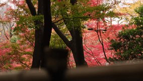 Red Japanese maple tree leaves in a Tokyo's park in autumn.