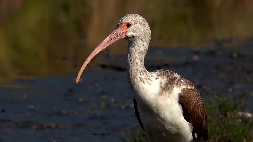 White Ibis walking on shore of wetland grasses  - immature