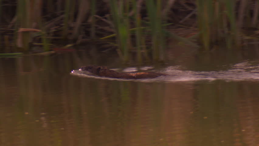 Muskrat swimming through wetlands marsh and grasses
