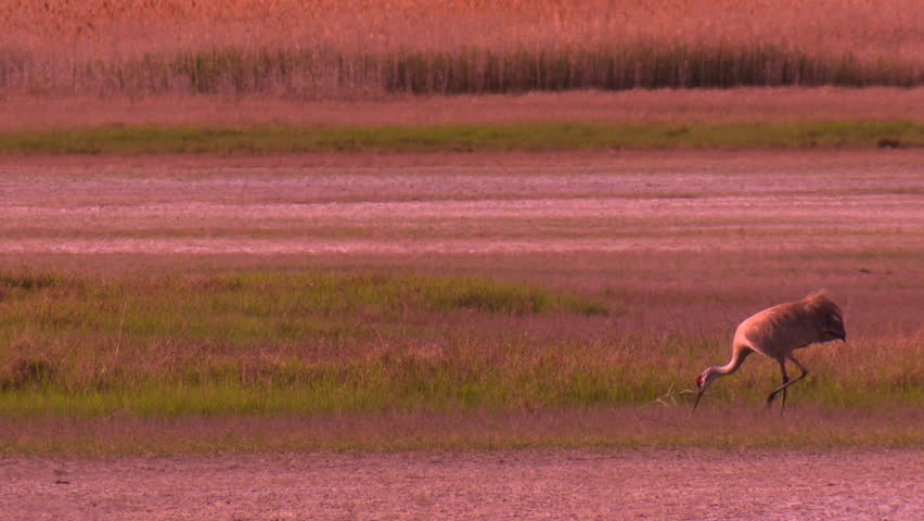 Sandhill Cranes feeding in grassy green area.