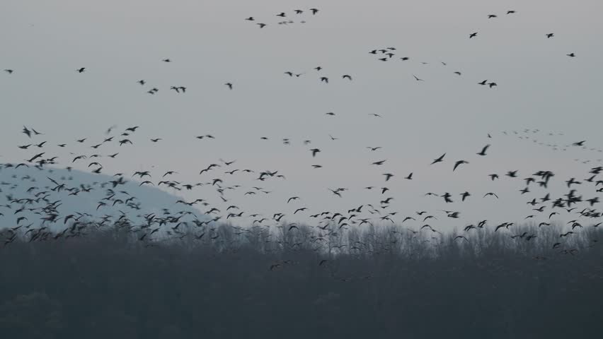 Flock of geese flying in crowd