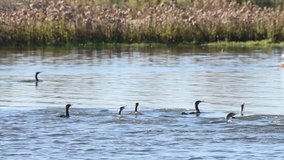 HD Video of many double crested cormorants swimming together diving down for food. The double-crested cormorant is found near rivers and lakes and along the coastline. 