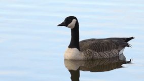 HD video of one Canada goose  floating on a lake. Canada geese have proven able to establish breeding colonies in urban and cultivated areas, which provide food and few natural predators.