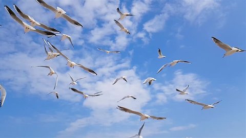 A group of seagulls flies against the wind, sky in the background, a group of birds of seagulls circling over the seashore, white seagulls flying over the sea, slow motion, seagulls against a blue sky