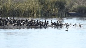 HD video of many water birds on a small island in a pond, preening and sleeping. As a bird preens, it secretes oil, which is spread to every feather and helps to waterproof the feathers.
