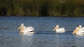 HD Video of Many American White Pelicans swimming on a lake looking for food. Pelicans have an overall length of about 50–70 in.