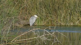 HD Video of one Great Blue Heron perched on a branch over a lake, preening.