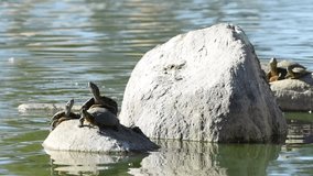 HD video of many Red Eared Slider Pond Turtle climbing on rocks in a pond and swimming. It is the most popular pet turtle in the United States and is also popular as a pet in the rest of the world.