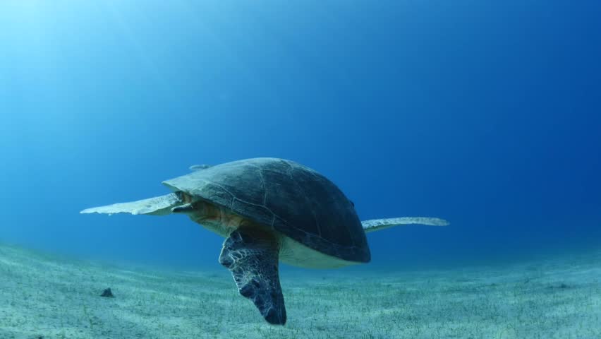 turtle underwater eats and swim on sandy bottom sun light and beams