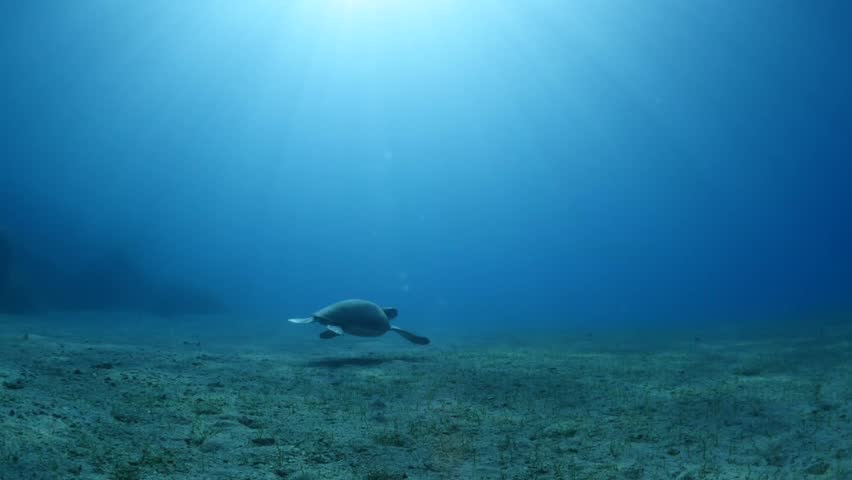 turtle underwater eats and swim on sandy bottom sun light and beams