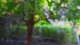 4K video of spider in the nature, Thailand.