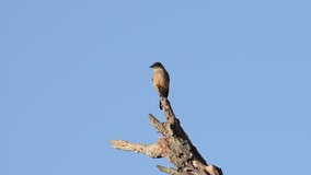 HD video of one female American robin, a migratory songbird of the true thrush genus and Turdidae, the wider thrush family. It is named after the European robin because of its reddish-orange breast.