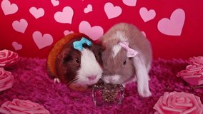 Valentine s day. St Valentines pet animal lop cute heart love loving concept