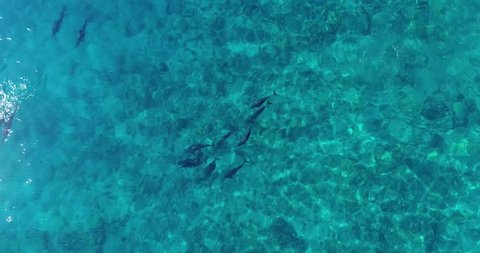 Slow motion aerial footage of spinner dolphins swimming and playing in a tight group in Kailua Kona, Hawaii.