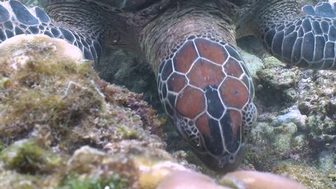 Green sea turtle feeding on sea grass in a shallow water closeup in Apo Island, Philippines
