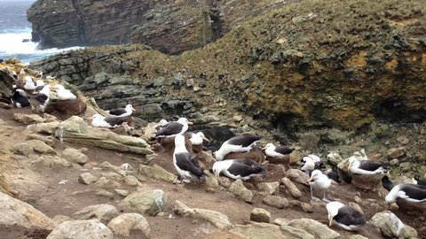 Albatrosses and rockhopper penguins on Falkland Islands