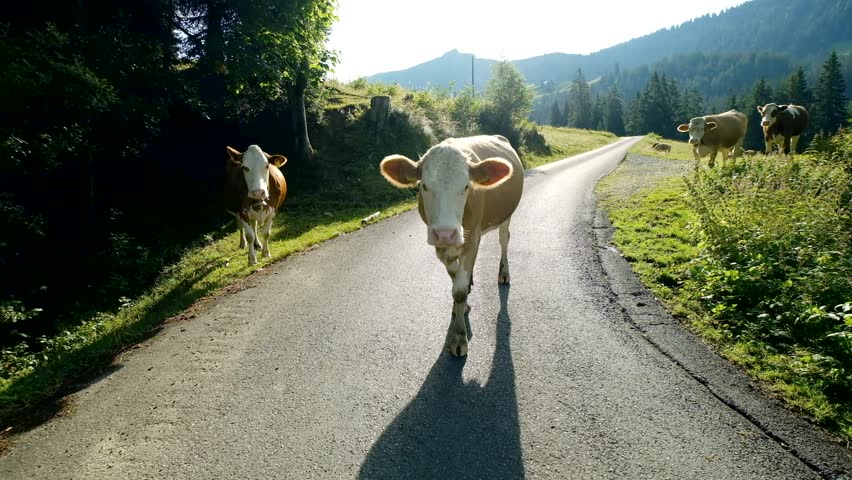 Cows dammed the mountain road at Switzerland