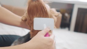 woman brushing her dog. dog lifestyle funny video. girl combing a little shaggy dog pet care. woman using a comb brush Yorkshire Terrier. friendship and care for pets dogs concept