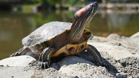 terrapin turtle having sun bath next to pond