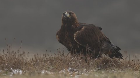 Golden Eagle in the forest meadow during rain and snowfall. Bird behaviour in the nature. Feeding scene with big bird of prey, eagle with catch, Germany, Europe.