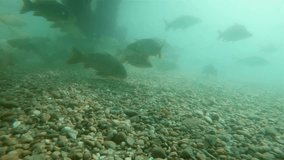 Underwater footage of swimming big carps (Cyprinus carpio). Underwater video in the lake. Diving in fresh water. Beautifull common carp uderwater. Kaprfen in the pond habitat