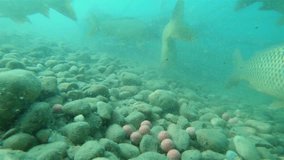 Underwater footage of feeding big carps (Cyprinus carpio) with boilies. Underwater video in the lake. Diving in fresh water. Beautifull common carp swimming uderwater. Kaprfen