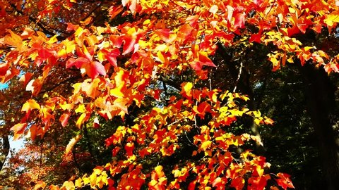 Autumn, MCU amber/yellow leaves swaying from tree