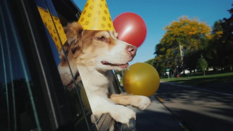 The dog in a celebratory cap with balloons goes to the party. Funny videos with animals