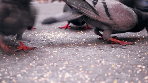 Group of pigeon eating