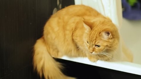 Cute ginger cat hoping down from tub. Fluffy pet looking curiously..