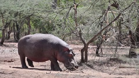 Hippo Walking on Land