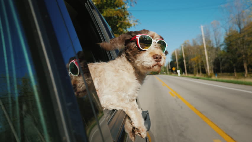 Funny dog in sunglasses looks out of the window of a car that rides in a typical US suburb