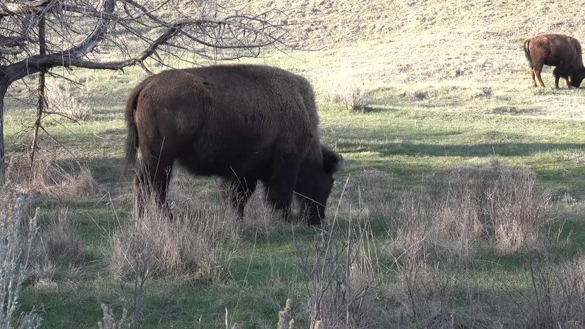 The American bison or buffalo (Bison bison). The Theodore Roosevelt National Park, North Dakota 