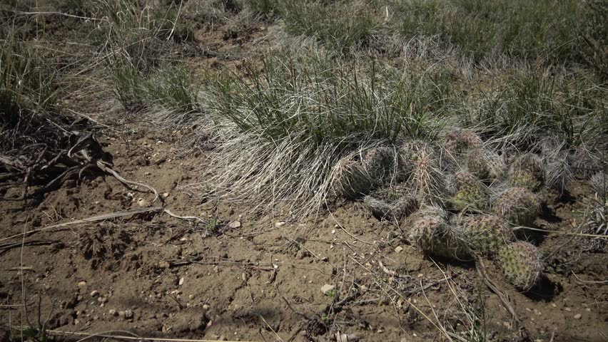 Plants of Montana, USA. Prickly pear cacti in the foothills of the mountains.