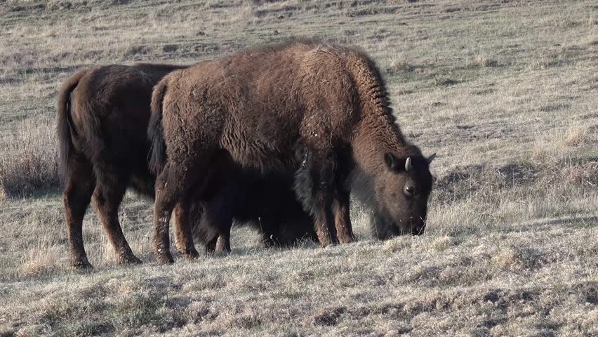 Wild Bison at Theodore Roosevelt National Park, North Dakota image - Free stock photo - Public ...