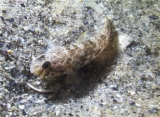 Fish catches sea worms and eats them. Marbled goby Pomatoschistus marmoratus disguised on a sandy seabed. Black Sea, Odessa Bay