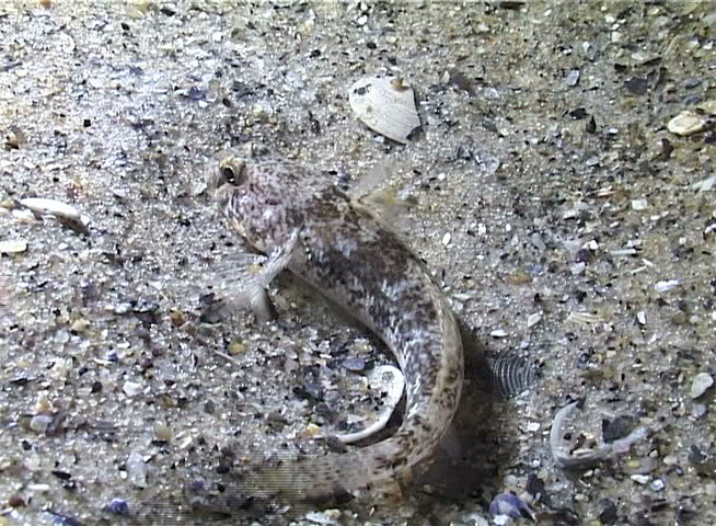 Fish catches sea worms and eats them. Marbled goby (Pomatoschistus marmoratus) disguised on a sandy seabed. Black Sea, Odessa Bay