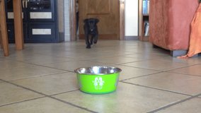 Labrador puppy eats in the bowl
