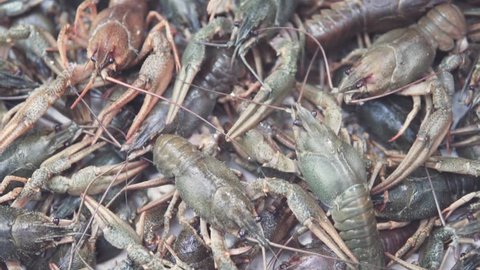 Lots of fresh crayfish. Fish shop on the market. Crayfish are still alive, they move. The seller throws in the center of a large green cancer