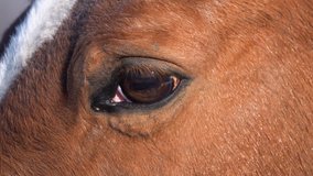 Horse eye close up. Slow motion