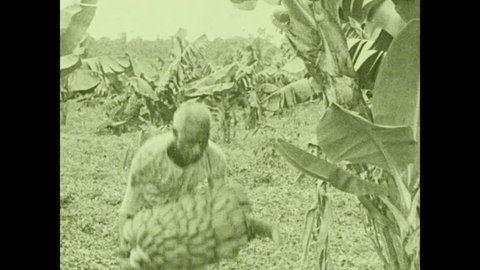 1930s: Worker cuts bananas off tree. Intertitle "As soon as the fruit is gathered, the giant stalk is cut down, the roots sending up a new shoot to bear a new crop". Worker cuts stalk into pieces.